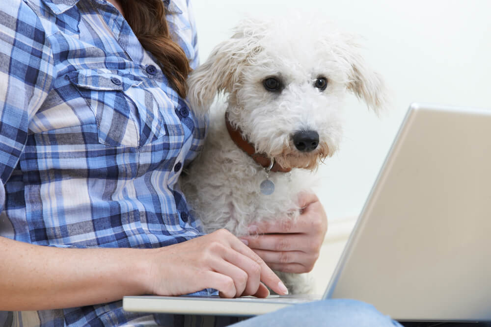 What Is Pet Insurance — and How Does It Work?