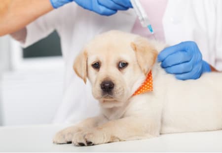 Does Pet Insurance Cover Vaccinations?