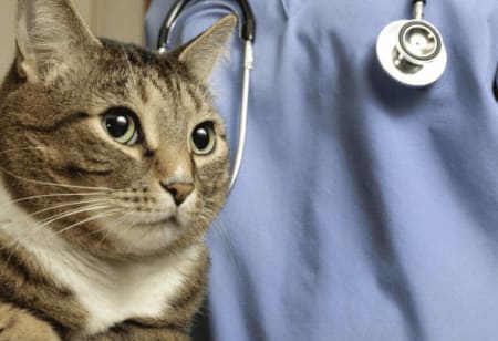 Cheapest Pet Insurance Providers for Dogs & Cats {year}