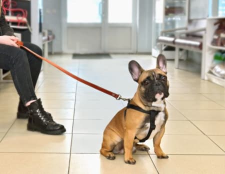 How Much Does a Vet Visit Cost? Understanding Pet Care Expenses in {year}