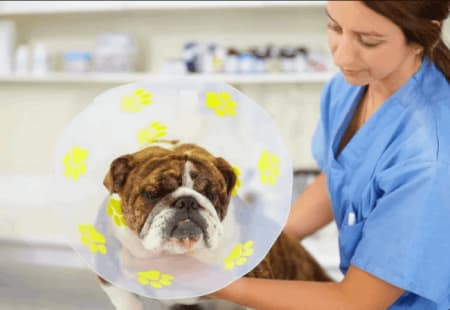 Pet Insurance that Covers Pre-Existing Conditions: What You Need to Know