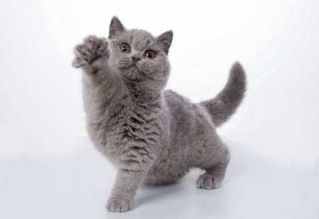 Best Kitten Insurance Companies of 2025