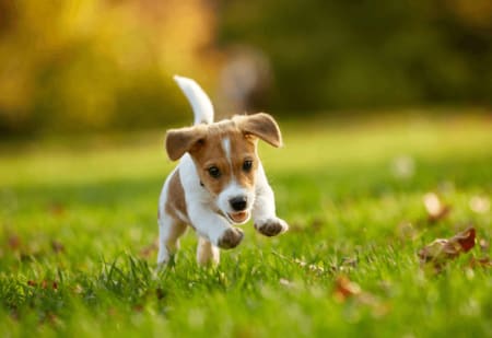 Best Pet Insurance for Puppies: Compare Early Coverage & Wellness Plans