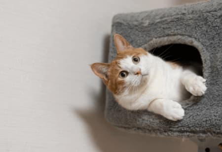 Best Pet Insurance for Cats: Top Providers Reviewed {year}