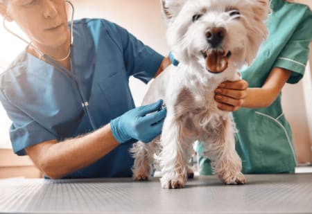 Best Emergency Pet Insurance of {year}