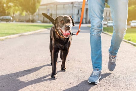 Best Pet Insurance in Texas for {year}
