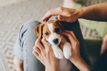How to Cancel Pet Insurance: A Step-by-Step Guide