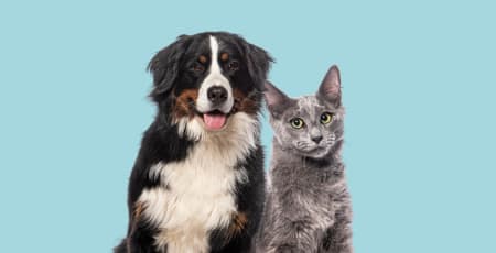 Cat Insurance Is Cheaper Than Dog Insurance — So Why Do So Few Cats Have It?