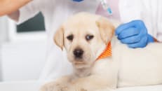 A dog getting a vaccination at the vet. 