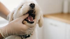 Veterinarian in latex gloves examining the open mouth and teeth of a small white fluffy dog during a pet dental insurance covered checkup.
