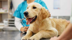 A pet owner with their dog at the vet. 