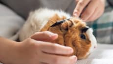 7 Cheap and Affordable Pets That Are Easy to Take Care Of