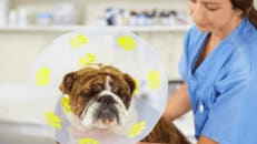 Everything You Need to Know About Pet Insurance That Covers Pre-Existing Conditions