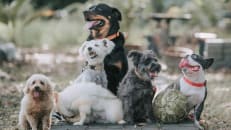 Dog Insurance Cost by Breed