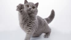 Best Kitten Insurance Companies of 2025