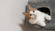 Best Pet Insurance for Cats of 2025