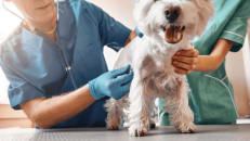 Best Emergency Pet Insurance