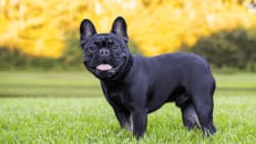 Best Pet Insurance for French Bulldogs