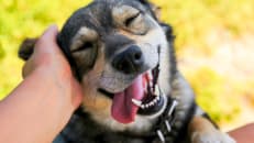 Survey: Over 60% of Pet Owners Use Debt for $2K Vet Bills