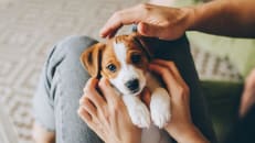 Can You Cancel Pet Insurance at Any Time