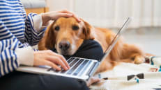 Understanding Pet Insurance Reimbursement & Claims