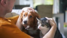 How to Find Affordable Pet Insurance