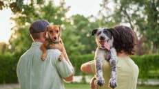 Accident-Only vs. Comprehensive: Choosing the Right Pet Insurance Plan