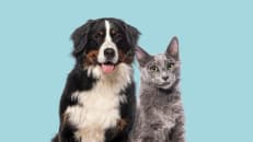 Think Pet Insurance Is Only for Dogs? Think Again