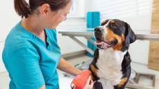 Pet Insurance That Lets You Visit Any Vet