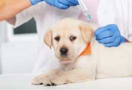 A dog getting a vaccination at the vet. 