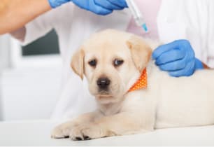 A dog getting a vaccination at the vet. 