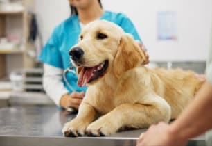 A pet owner with their dog at the vet. 