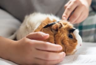 7 Cheap and Affordable Pets That Are Easy to Take Care Of