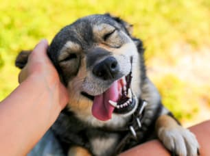 Survey: Over 60% of Pet Owners Use Debt for $2K Vet Bills