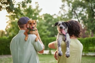 Accident-Only vs. Comprehensive: Choosing the Right Pet Insurance Plan