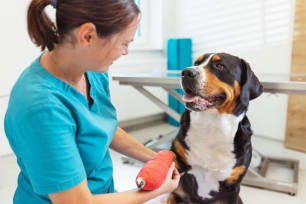 Pet Insurance That Lets You Visit Any Vet