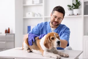 Vet Costs Are Rising Faster Than General Inflation — Are You Ready?