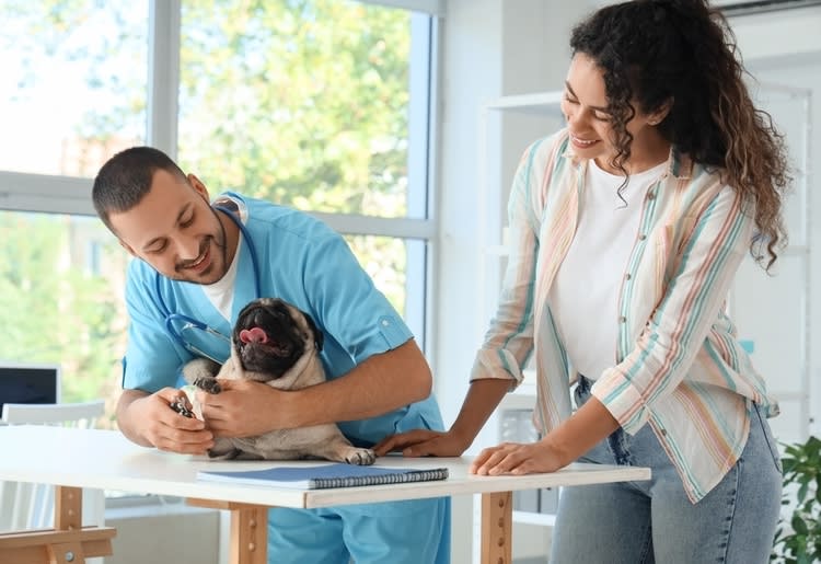 A pet owner at the vet with her pug to check for breed specific health issues. 