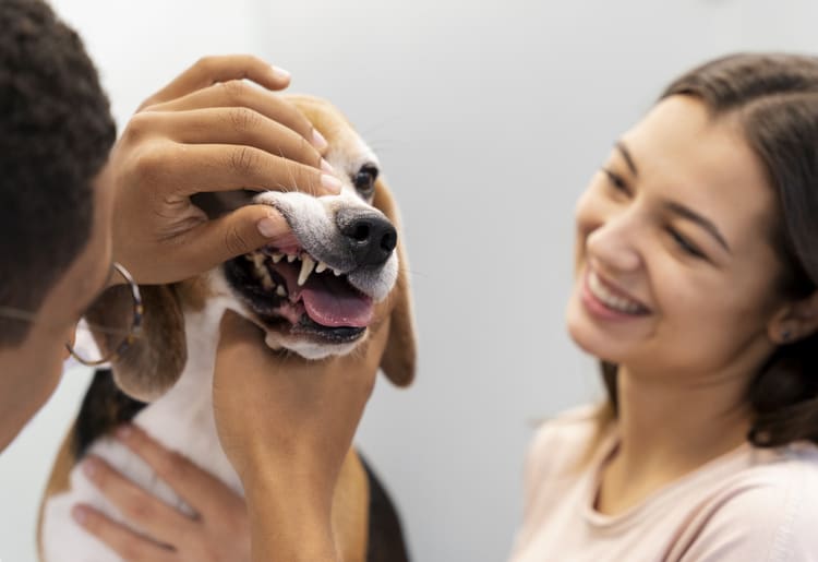 A woman learning about pet insurance annual limits. 