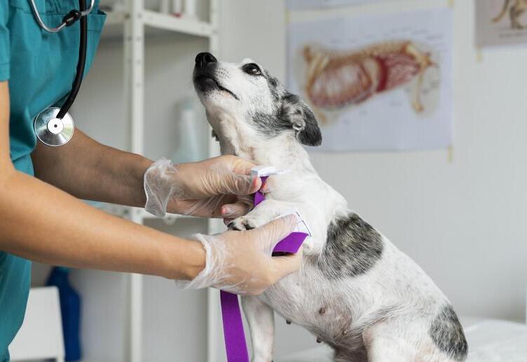 A dog being prepped for surgery. 