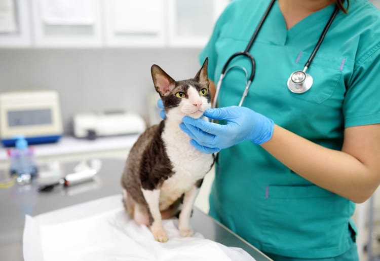 A cat being examined by a vet for preventative care.