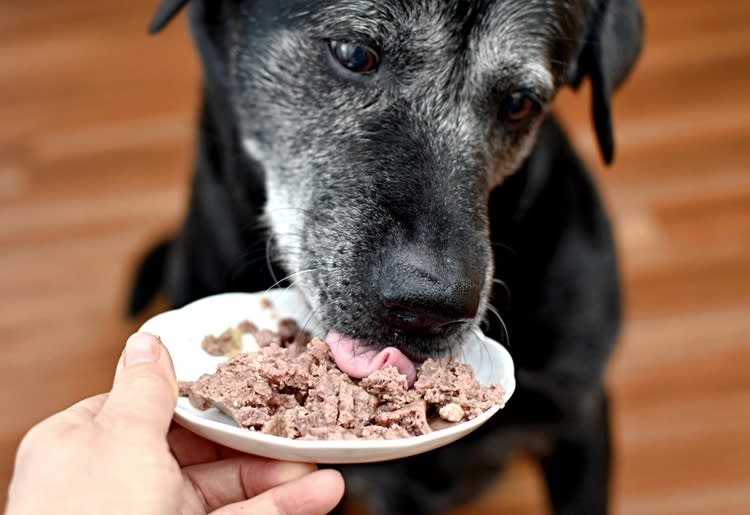 A senior pet getting specialized care in his golden years. 