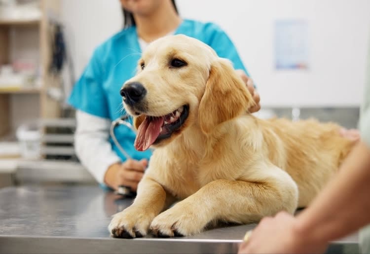 A pet owner with their dog at the vet. 