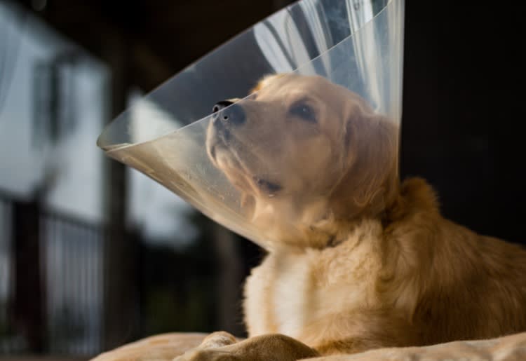 Does Pet Insurance Cover Spaying and Neutering?