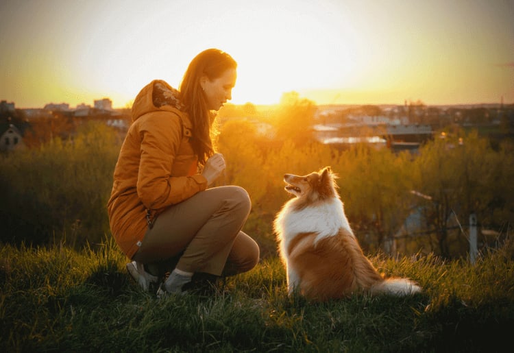 Best Wellness Plans for Pets