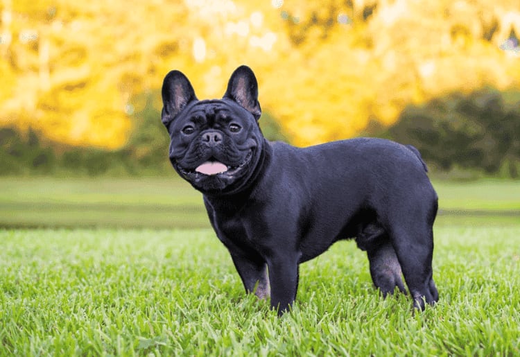 Best Pet Insurance for French Bulldogs