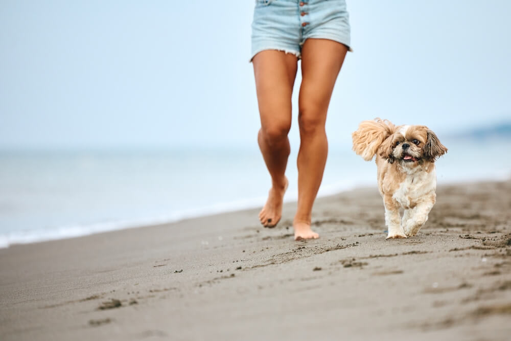 Best Pet Insurance in California for {year}