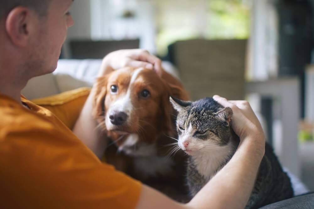 How to Find Affordable Pet Insurance Without Sacrificing Coverage