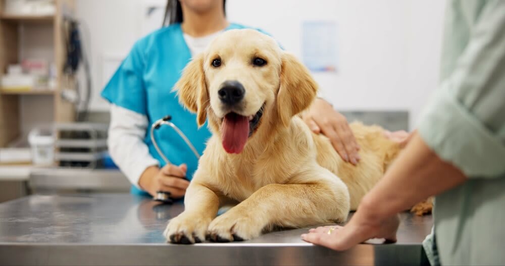 Understanding Pet Insurance Waiting Periods