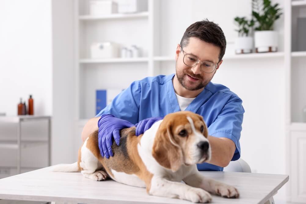 The Cost of Veterinary Care Is Rising Faster Than General Inflation — Are You Prepared?